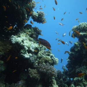 Koralove-utesy-a-ryby