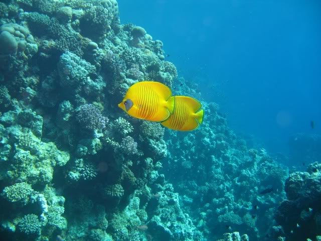 Ryby u koralu