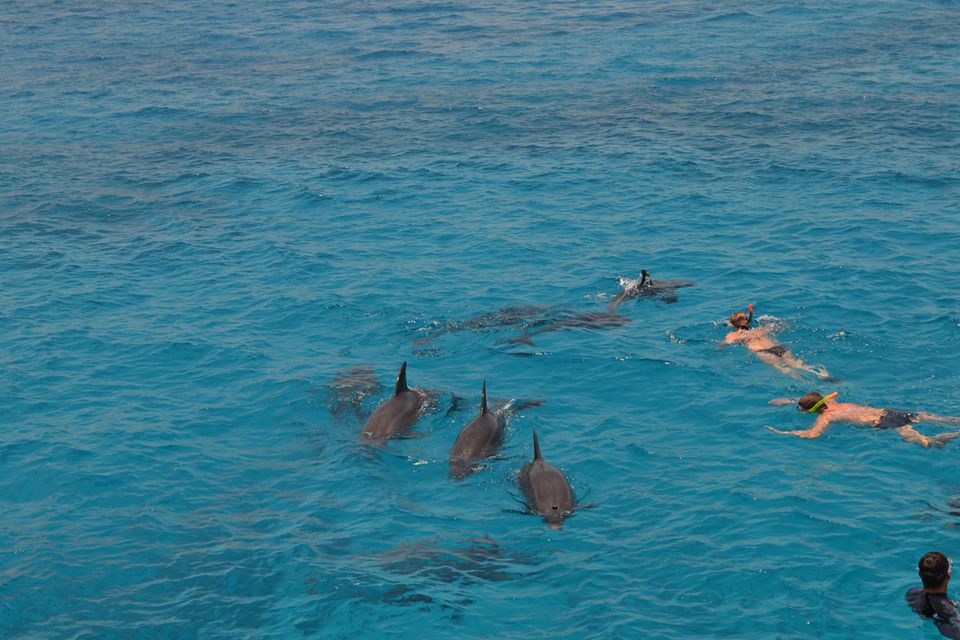 Plavani s delfiny v mori