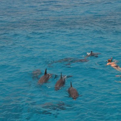 Plavani a snorchlovani s delfiny
