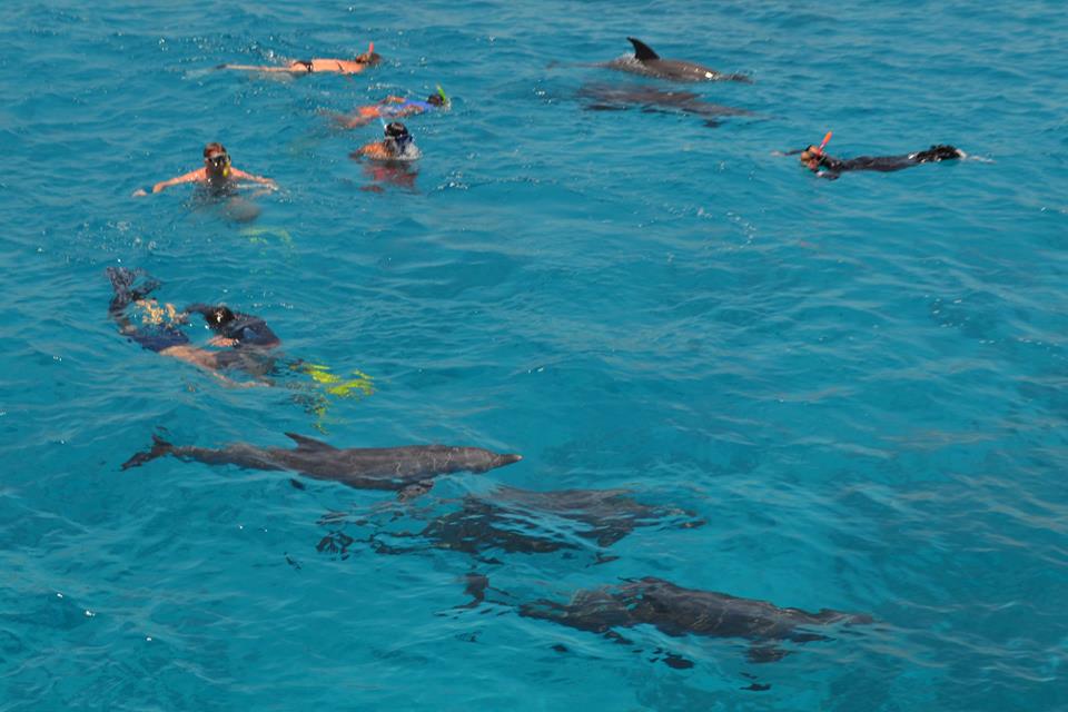 Plavani a snorchlovani s delfiny v Rudem mori