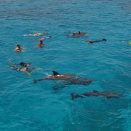 plavani s delfiny v Rudem mori Egypt