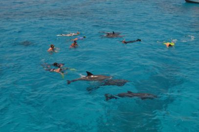 Plavani a snorchlovani s delfiny v Rudem mori